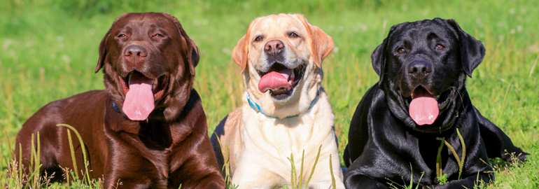dogs